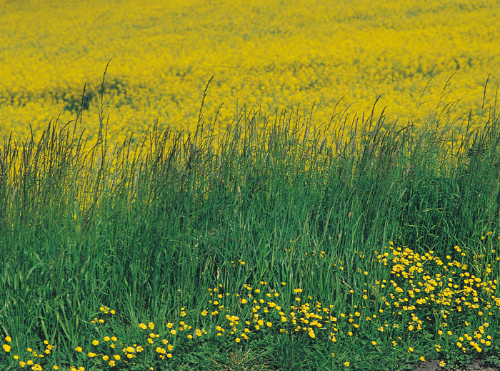 (c) Copyright by naGRUNCIE.pl