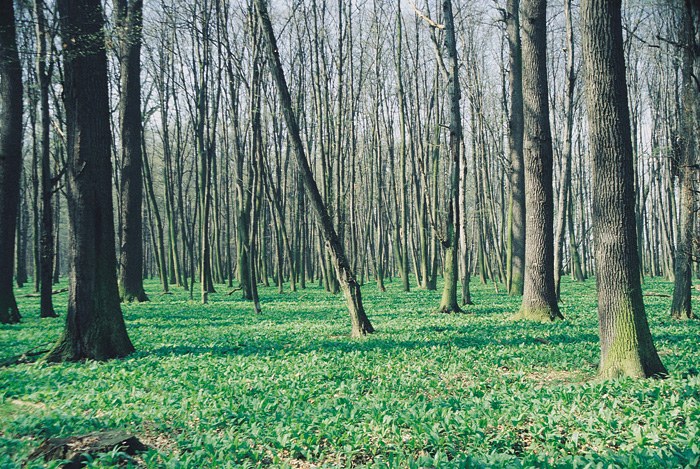 (c) Copyright by naGRUNCIE.pl