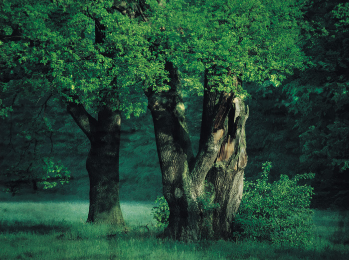 (c) Copyright by naGRUNCIE.pl