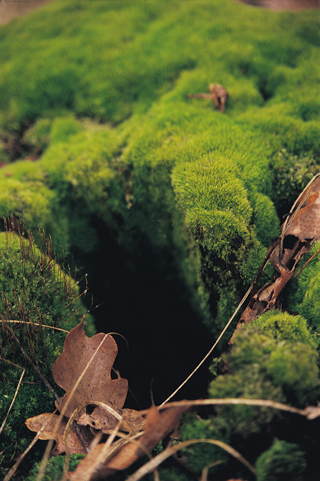 (c) Copyright by naGRUNCIE.pl