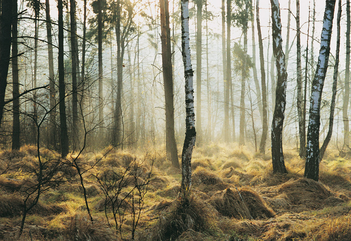 (c) Copyright by naGRUNCIE.pl