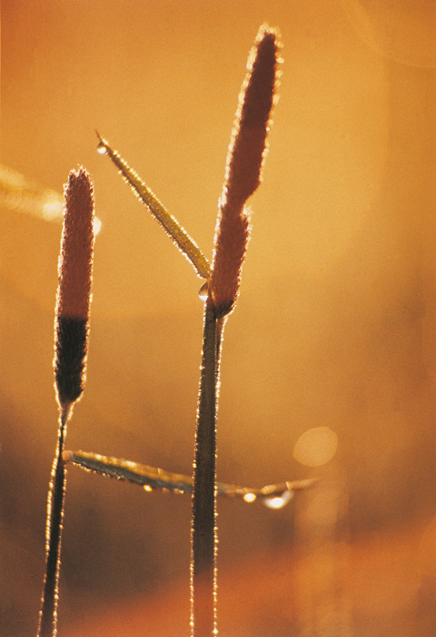 (c) Copyright by naGRUNCIE.pl