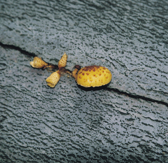 (c) Copyright by naGRUNCIE.pl