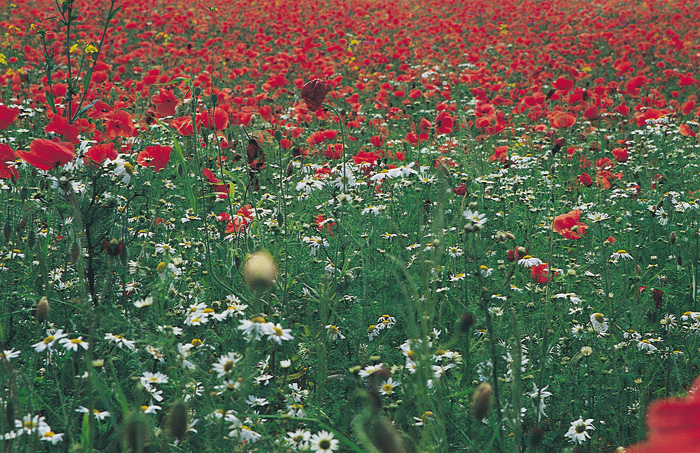 (c) Copyright by naGRUNCIE.pl