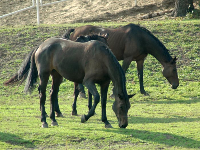 (c) Copyright by naGRUNCIE.pl